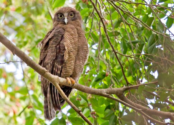 Rufous Owl