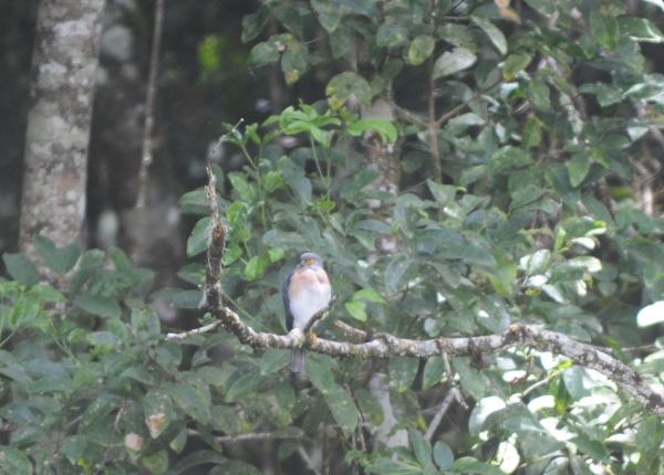 Small Sparrowhawk