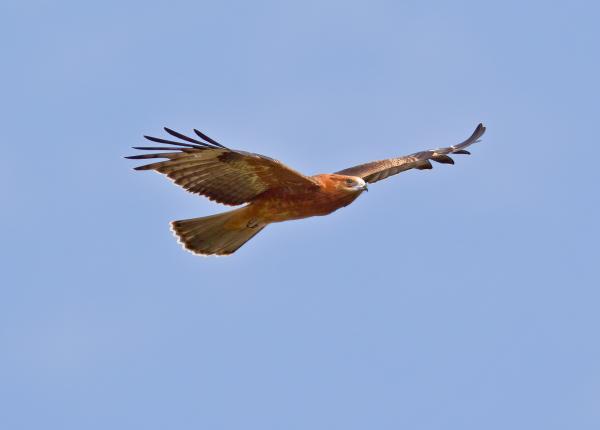 Square-tailed Kite