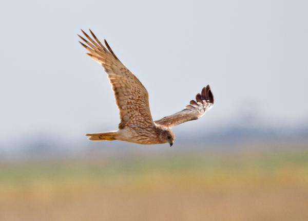 Swamp Harrier
