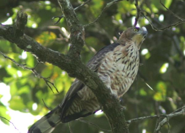 Wallace's Hawk-Eagle