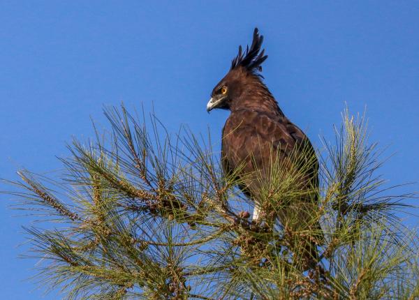 Long-crested Eagle