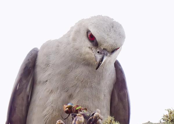 Mississippi Kite photo by Roberta Davidson