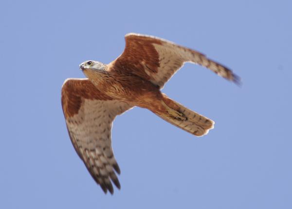 Red Goshawk