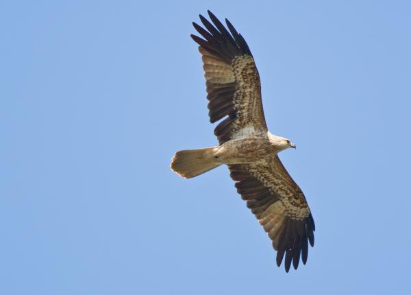 Whistling Kite