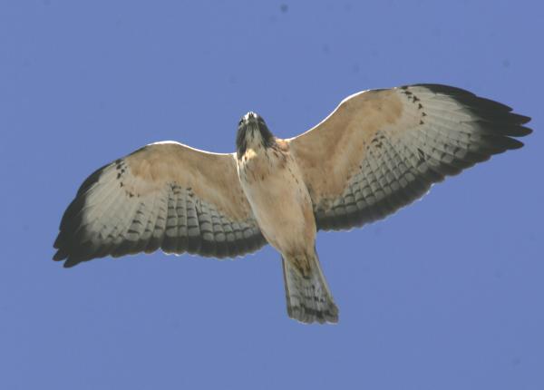 Short-tailed Hawk