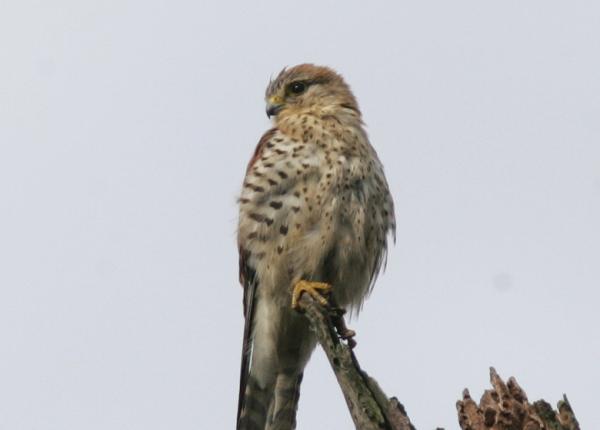 Malagasy Kestrel