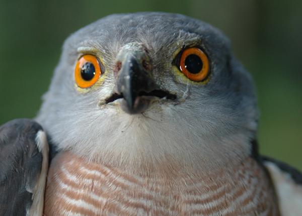 Up close view of African Goshawk face