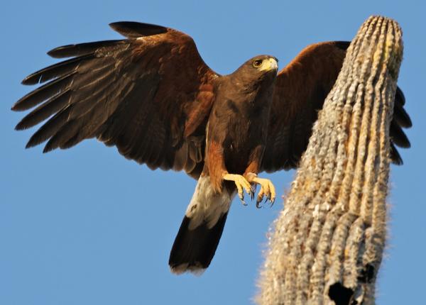 Harris's Hawk | The Peregrine Fund