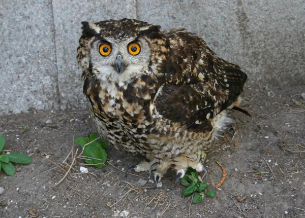 Mackinder's Eagle Owl on the ground