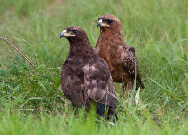 Two Wahlberg's Eagles perched in grass