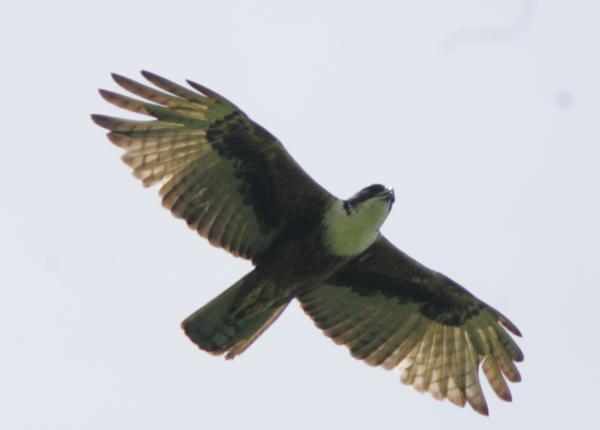 Rufous Bellied Eagle in Flight