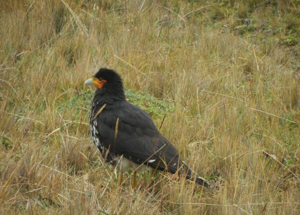 Carunculated Caracara perched on the ground