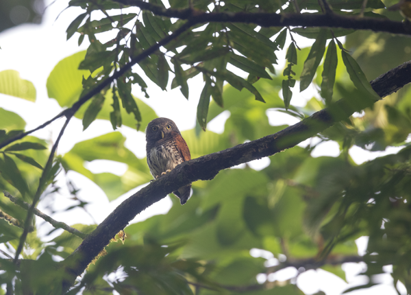 Chestnut-backed Owl perched in a tree