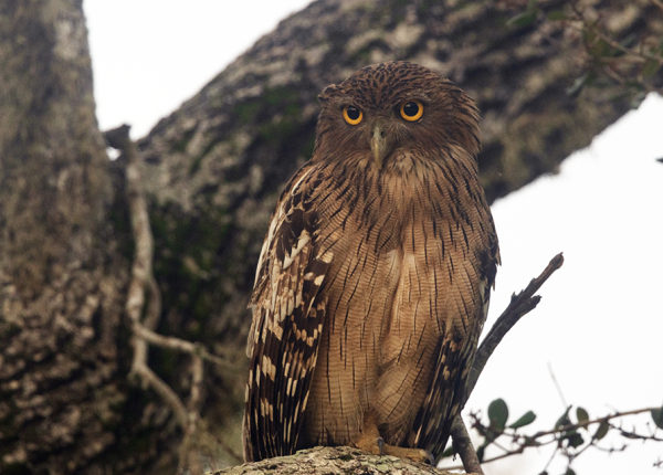 Large brown owl with yellow eyes perched in tree