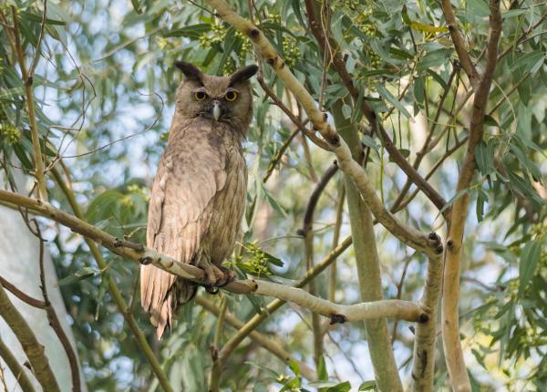 Large owl perched in tree