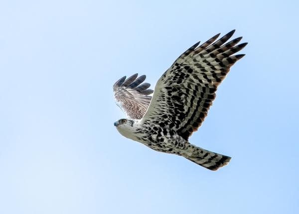 Ayres Hawk-Eagle in flight