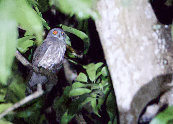 Brown Boobook in a tree at night