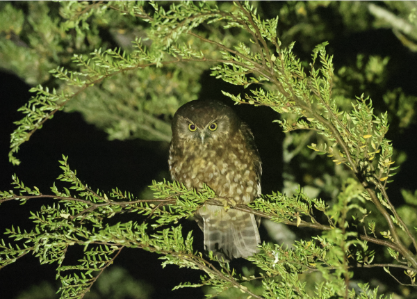 A small owl perched in a tree