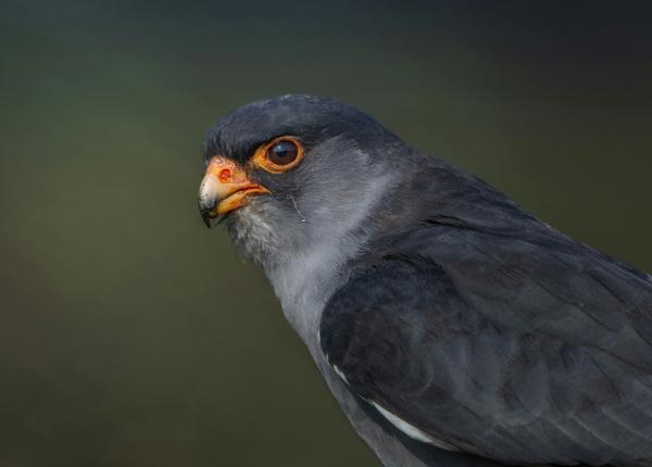 Amur Falcon