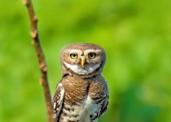 Forest Owlet perched