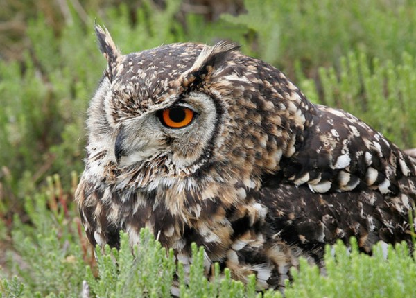 A closeup of a Cape Eagle-owl sitting in grass.