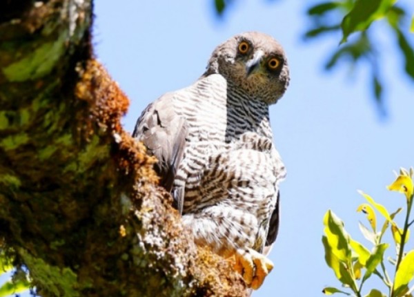 A Henst's Goshawk perched on a tree branch and looking down at the camera.