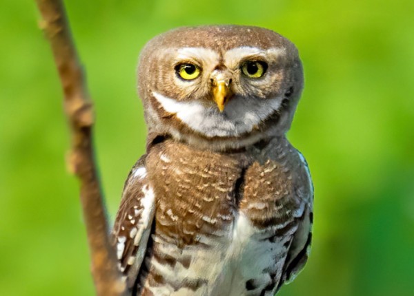 A Forest Owlet in front of a blurry green background