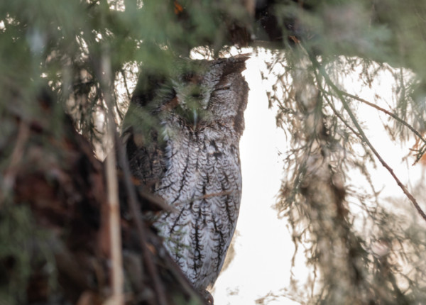 A Western Screech-owl roosting in dense vegetation.