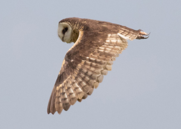 An African Grass-owl in flight in front of a blue sky.