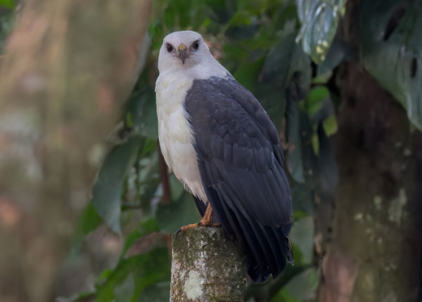 A White-necked Hawk perched on a fence post and surrounded by dense foliage.
