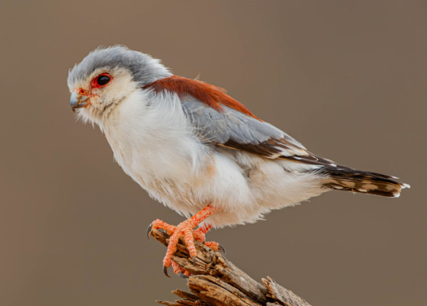 An African Pygmy-falcon perched on a dead branch.