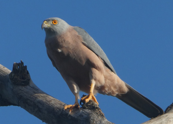 A Fiji Goshawk perched on a dead branch.