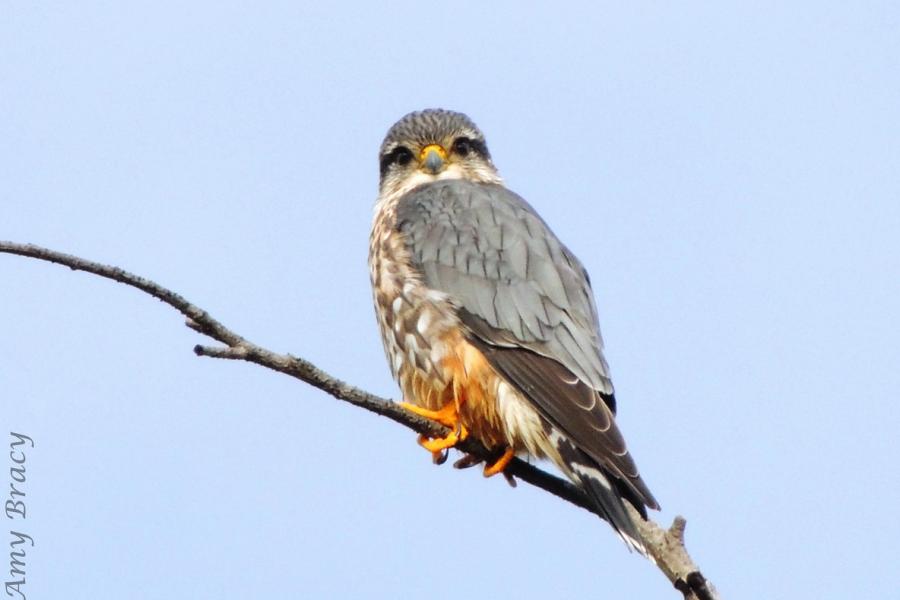 A Merlin perches on a branch