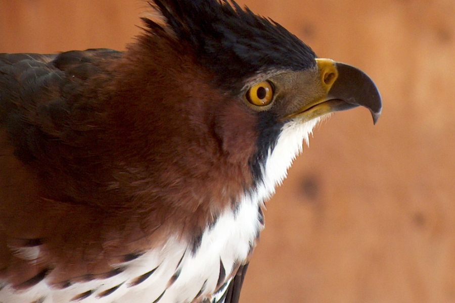 A side, head shot of the World Center for Birds of Prey's Ornate Hawk-eagle, Fancy. The side shot shows off her tall crest of three feathers, her brown head and back color and her white breast with black spots.