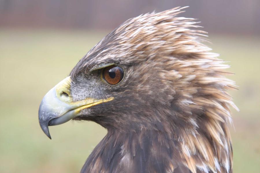 A close up of an Eastern Golden Eagle's head.
