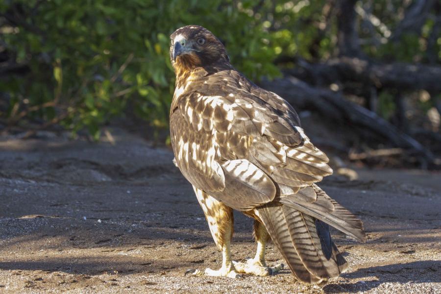 A Galapagos Hawk sits on the beach.