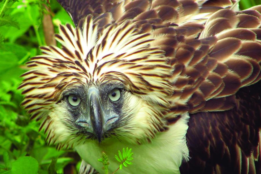 Philippine Eagle portrait
