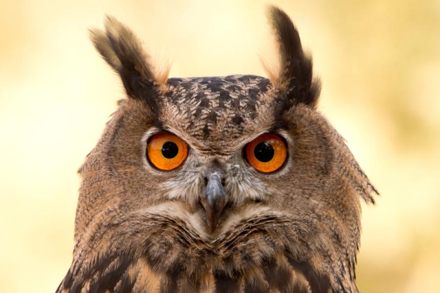Eurasian Eagle-owl portrait