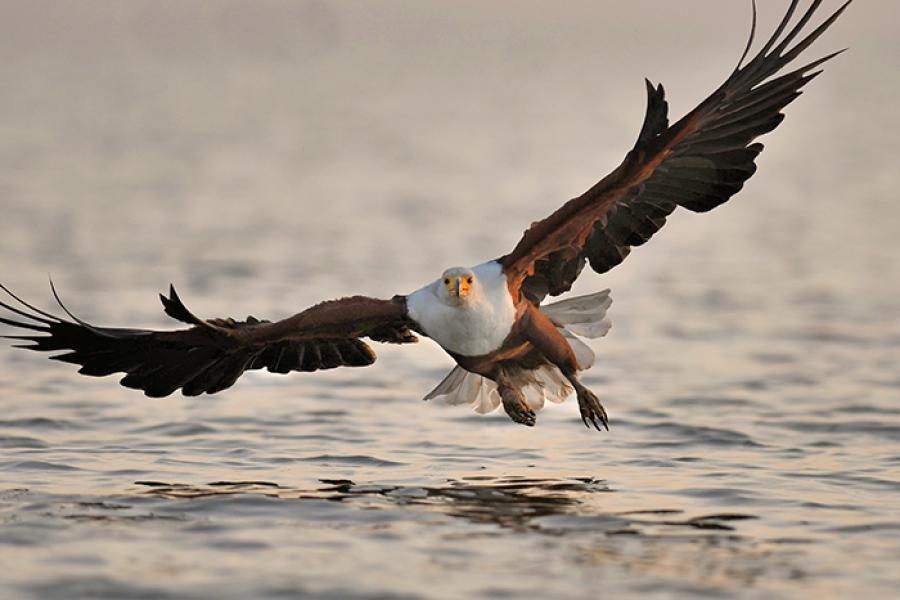 African Fish Eagle flies low over water