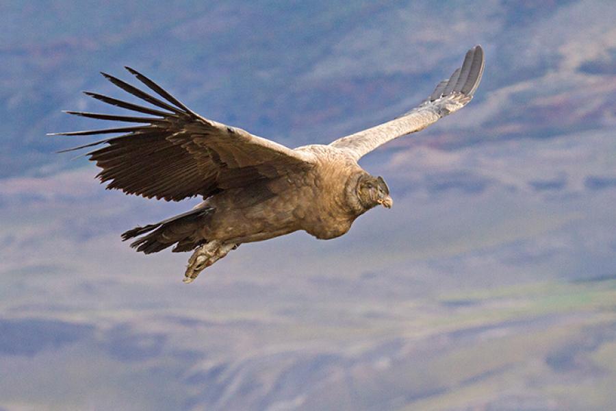 Andean Condor flying