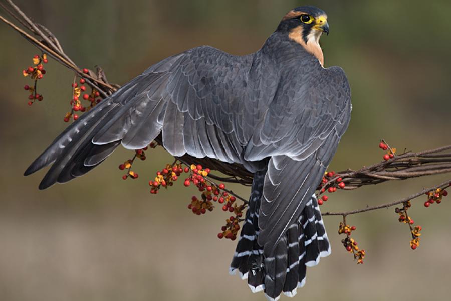 Aplomado Falcon perched