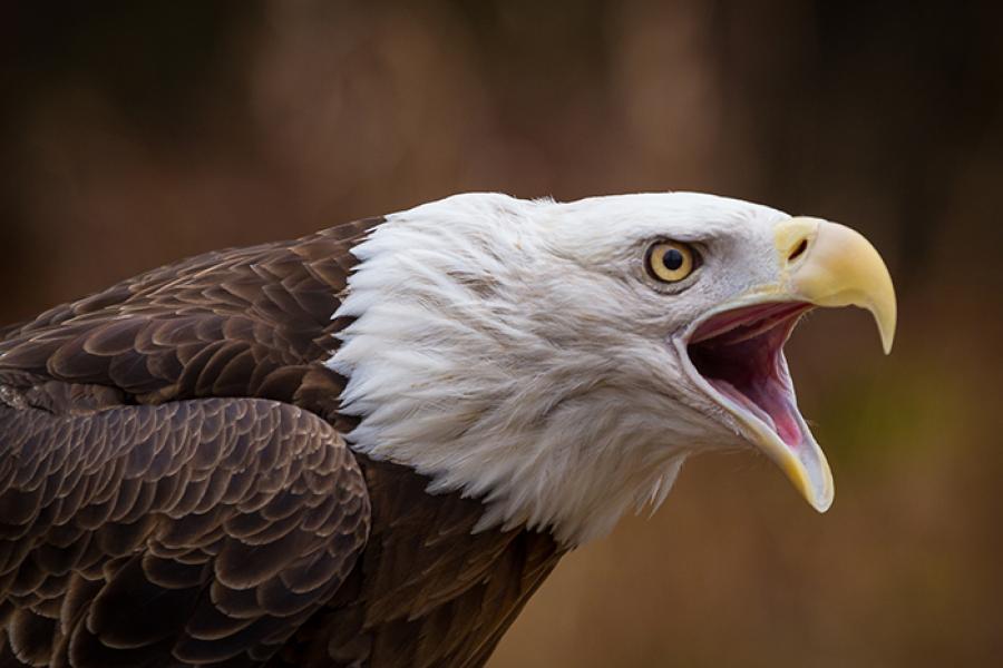 Bald Eagle screaming