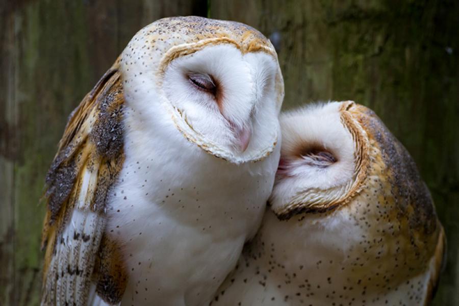 Barn Owl pair perched