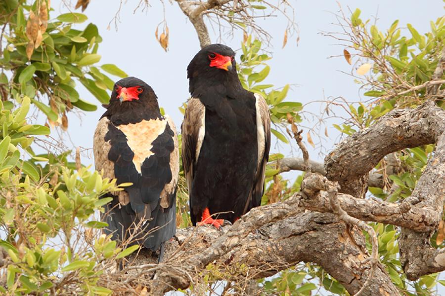 Bateleur Eagle pair perched