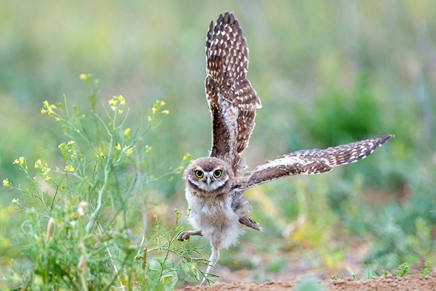 Burrowing Owl wing spread