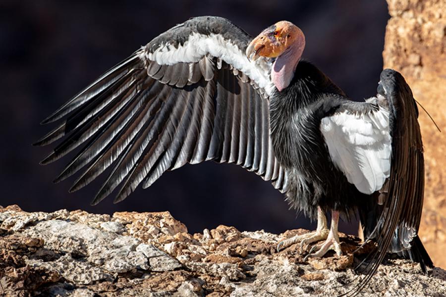 California Condor sunning