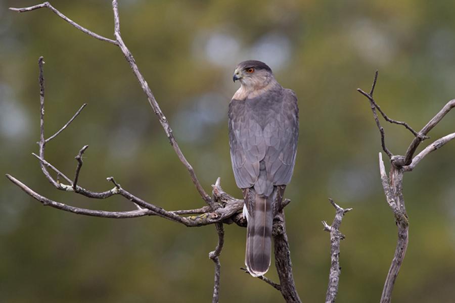 Coopers Hawk perched