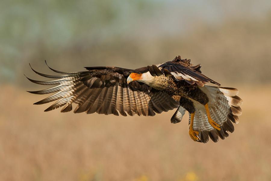 Crested Caracara flying