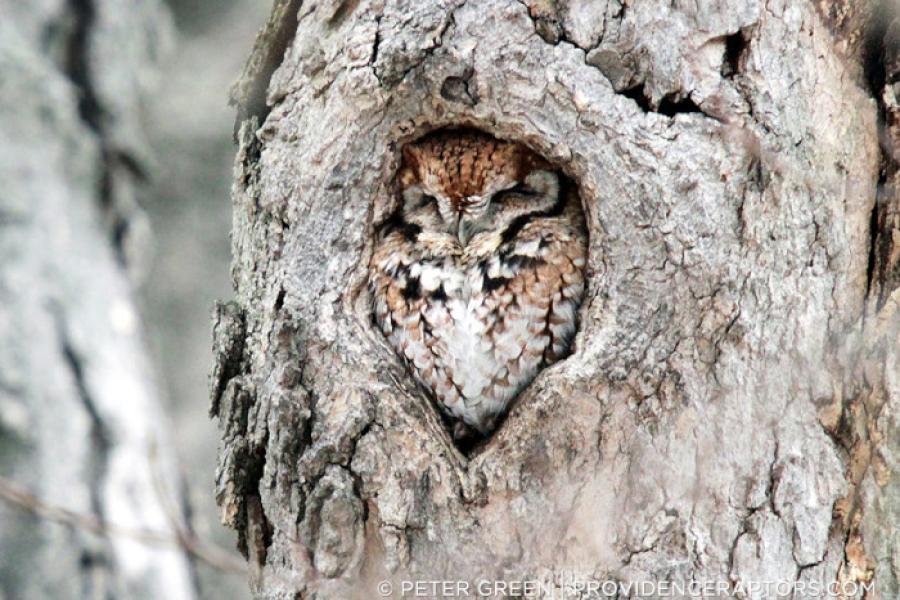 Eastern Screech-Owl perched in a tree cavity
